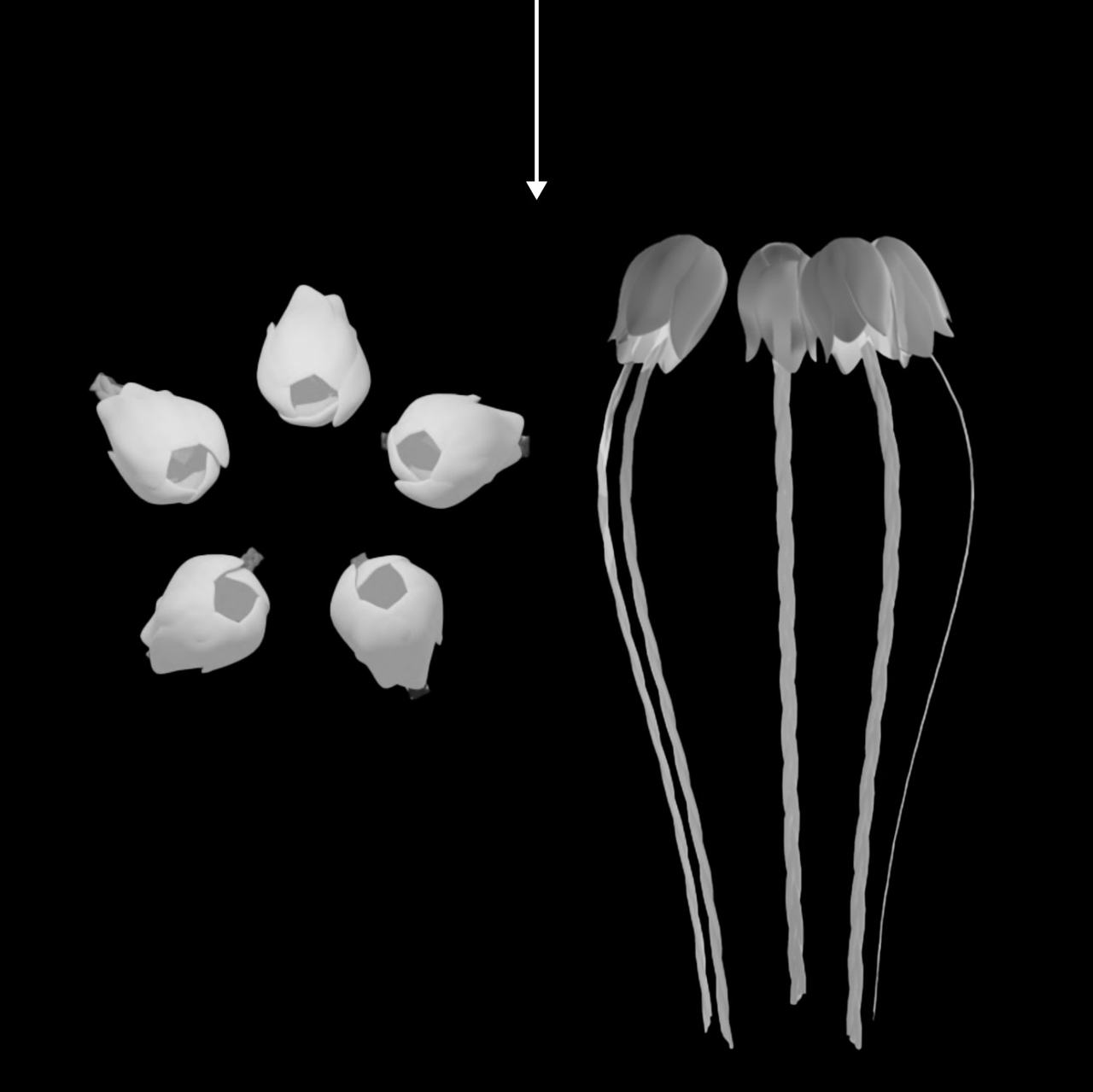 Five white flower corollas seen from above, beside three inverted bell-shaped flowers trailing long strands.